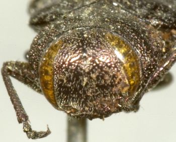 Media type: image;   Entomology 2694 Aspect: head frontal view